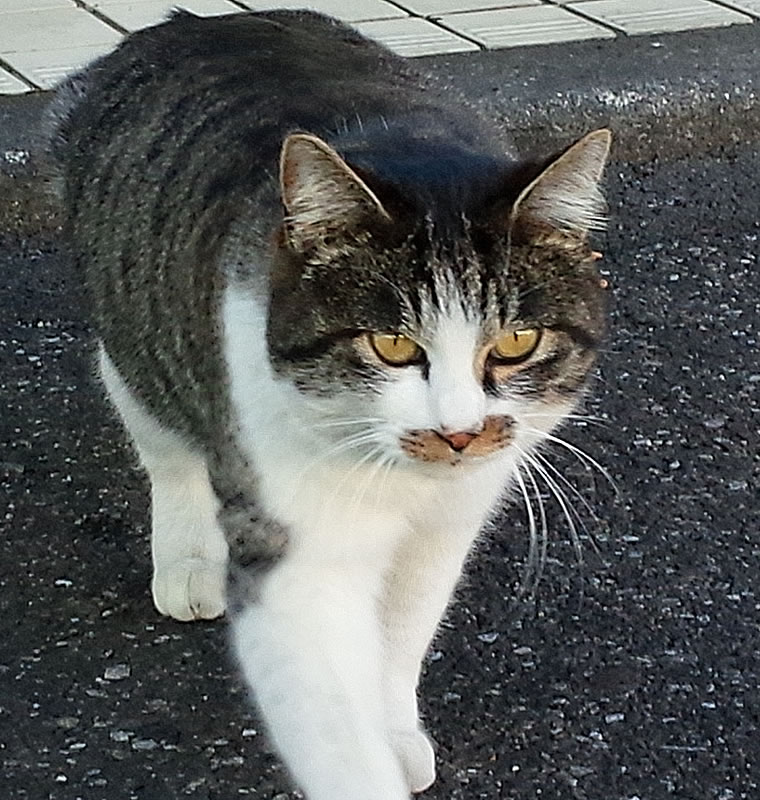 清六家　店長猫